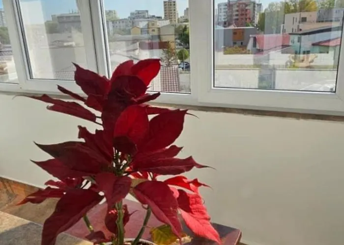 Sky44apt Delfinariu Faleza Nord コンスタンツァ